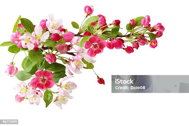 桜の開花 - カットアウトのストックフォトや画像を多数ご用意 - カットアウト, カラー画像, 人物なし