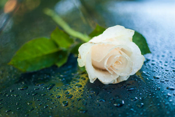 istock Beautiful Symbolic White Dewy Rose. 967723868
