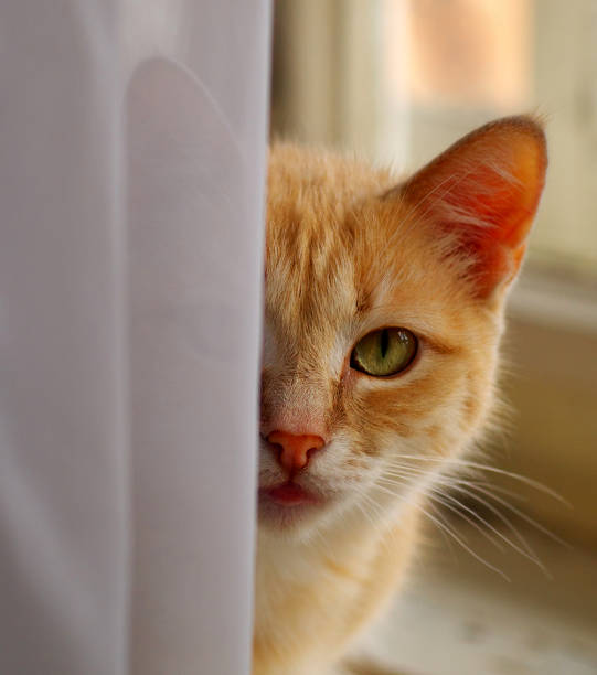 istock ginger cat looking from behind curtain, shallow depth of field 967724924