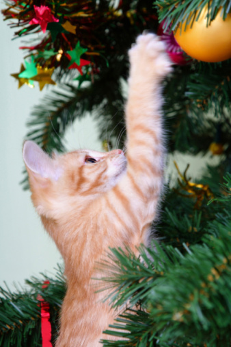 Kitten and the christmas tree. Focus is on the ketten's face.