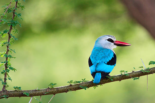 우드랜드킹피셔 - lake manyara national park 뉴스 사진 이미지