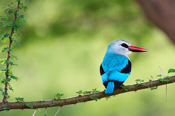 Close-up of a blue Woodland Kingfisher perched on a branch stock photo