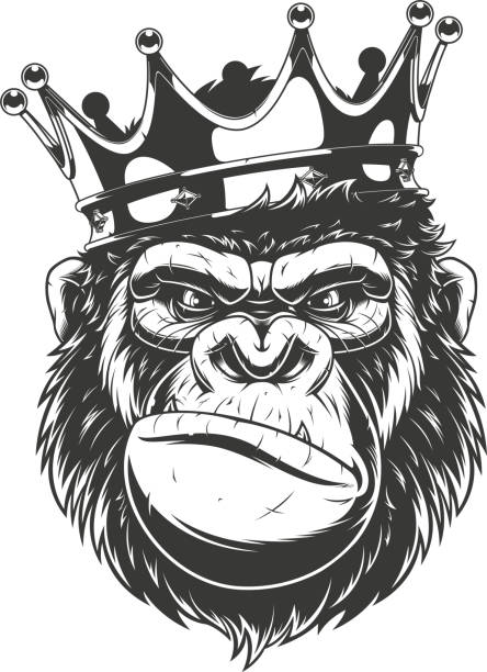 Ferocious gorilla head. Vector illustration, ferocious gorilla head on with crown, on white background. angry monkey stock illustrations