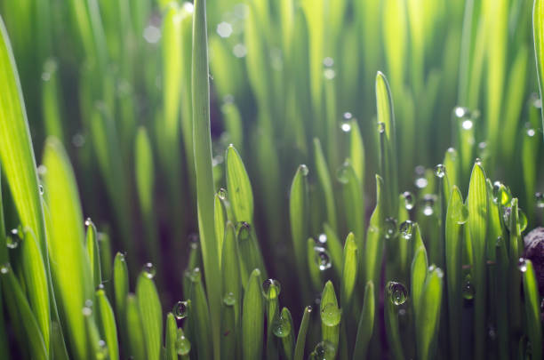 Young green wheat grass sprouts with water drops on the sun.