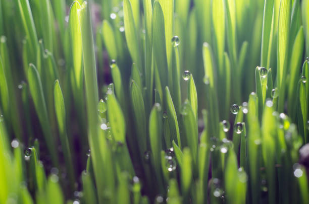 Young green wheat grass sprouts with water drops on the sun.