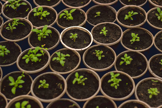 istock Growing seedlings in peat pots. Plants in sunlight in modern botany greenhouse 967739714
