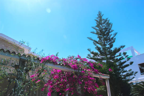 istock red flowers branch in the yard 967739730