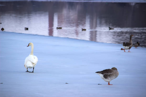 istock Swan and ducks on frozen river 967739802