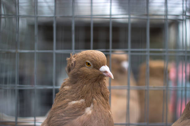 istock Carrier pigeon. Cute bird. Natural Background. 967739860