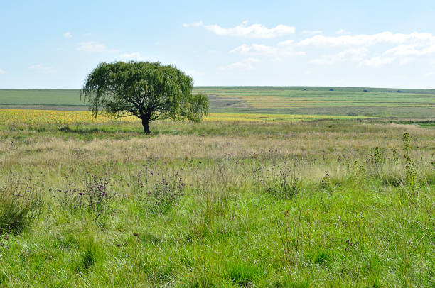 istock A tree in a field in South Africa 967744370