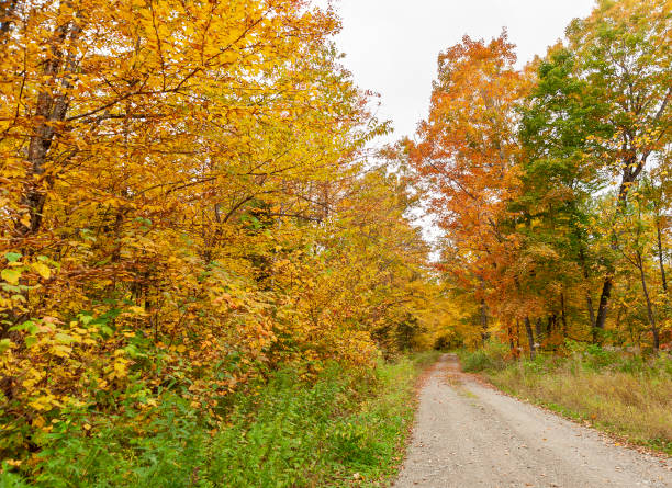 istock New Hampshire back road getting narrower 967747850