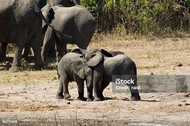 Photo libre de droit de Éléphants banque d'images et plus d'images libres de droit de Afrique - Afrique, Arbre, Cadrage en pied