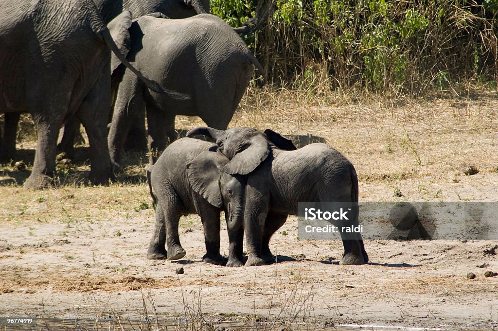 elefanti - Foto stock royalty-free di Africa