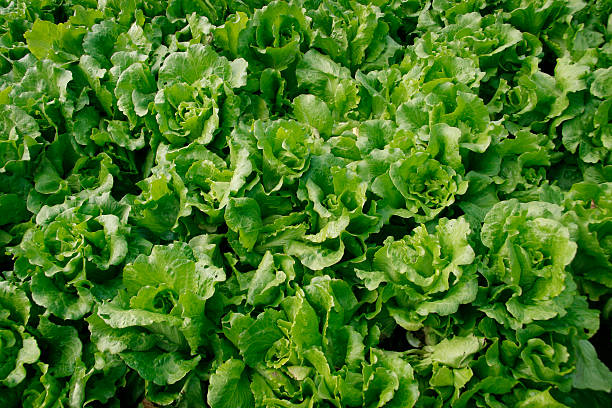Organic Lettuce Farm stock photo