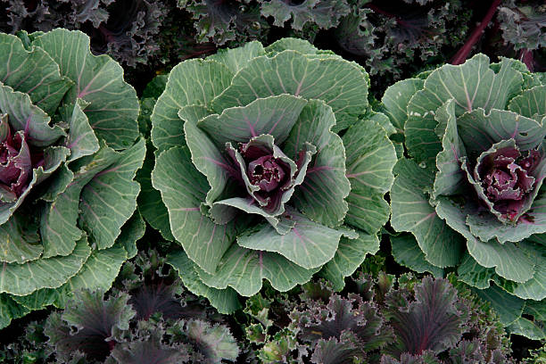 Fresh Cabbage stock photo