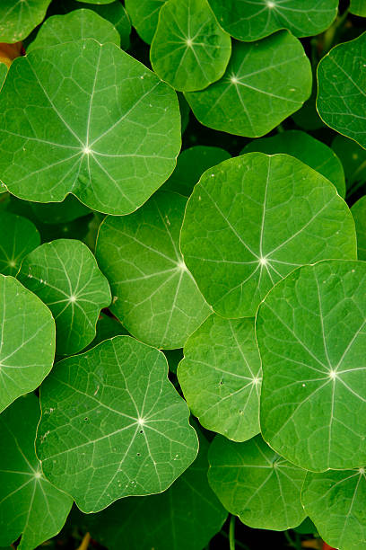 Lotus Leaf stock photo