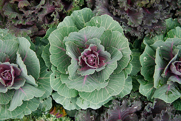 Green Cabbage stock photo