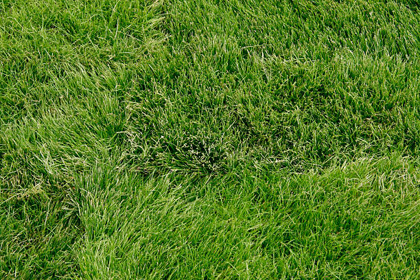 Grass Background stock photo