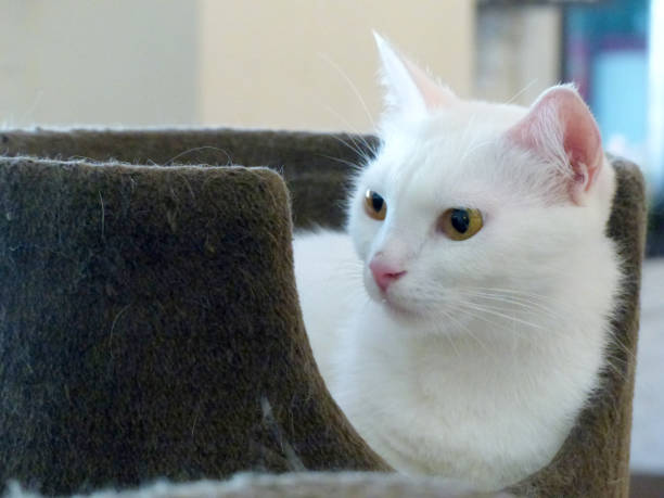 istock portrait of the cat 967754998