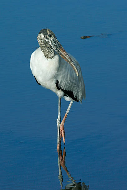 Wood Stork Features stock photo