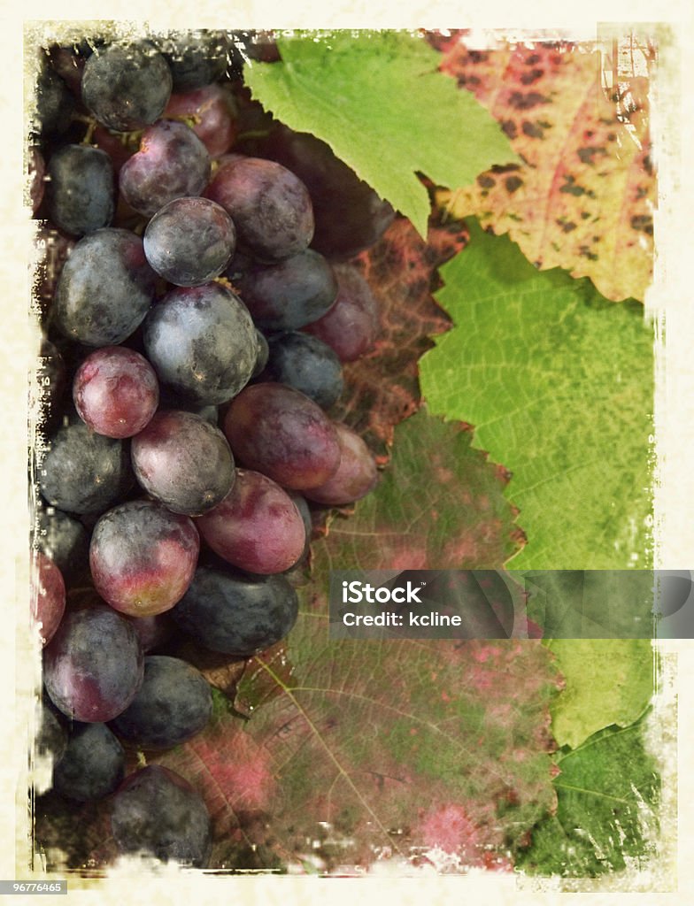 Com uvas - Royalty-free Agricultura Foto de stock