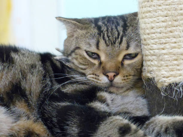 istock portrait of the cat 967765274