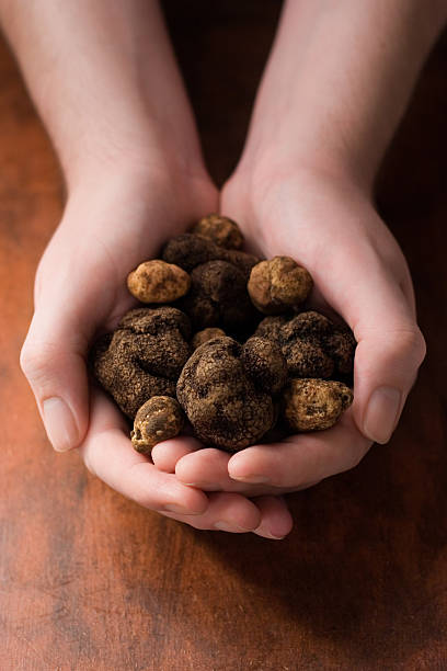 istock A woman's hands holding truffles against a wood background 96776864