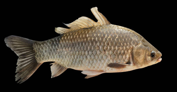 istock Crucian carp isolated on black with accurate clipping path 967770438