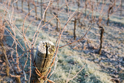 Close-up of a winegrower hand. Prune the vineyard with professional battery-powered electric scissors. Traditional agriculture. Winter pruning, cordon spurred method.