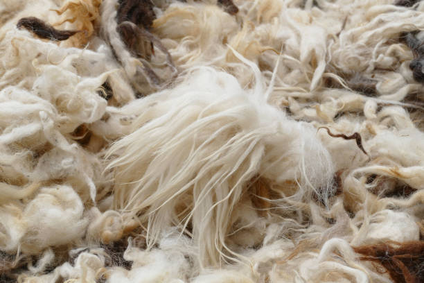 istock the washed sheep wool is drying up on the sun, 967773962
