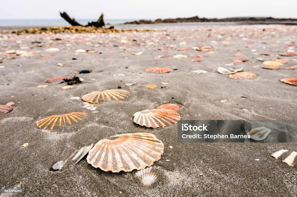 Scollop Shell Image Scallop Shells Lying On A Sandy Beach Stock Photo - Download Image Now ...