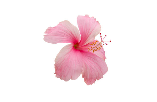 istock Pink hibiscus flower. 967774610