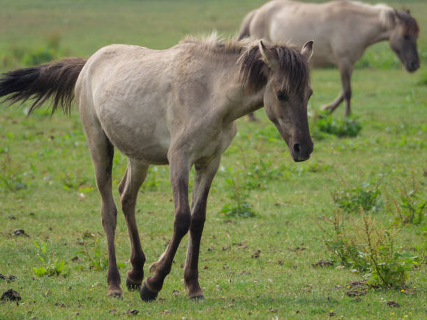 istock wild horses in the german muensterland 967775364