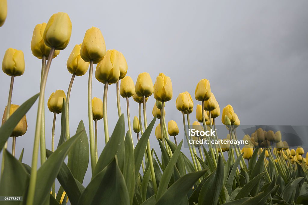 Tulpen Kontrast gegen dunklen stürmischen Wolken - Lizenzfrei Agrarbetrieb Stock-Foto