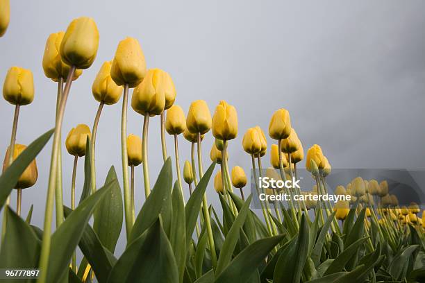 Tulips Contrasted Against A Dark Stormy Cloud Stock Photo - Download Image Now - Abundance, Agricultural Field, April