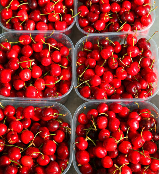 istock red cherries just picked from trees for sale at the fruit and ve 967780384