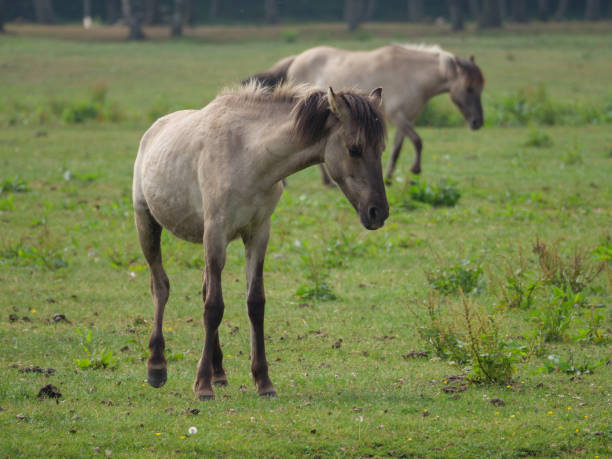 istock wild horses in the german muensterland 967780404