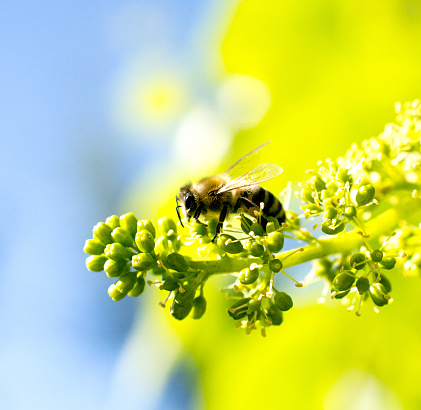 honey bee on a ripening grape fruits,image of a