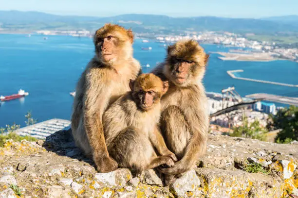 Close up of the famous wild Barbary macaques family that are relaxing in Gibraltar Rock