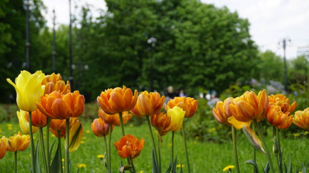 istock Russia Moscow Green Nature park 967784658