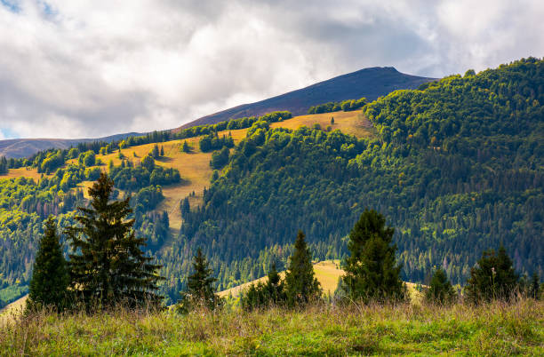 istock low clouds above the forested hill in sunlight 967785090