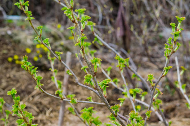 Black currant branch with buds in early spring in the garden, landscape spring