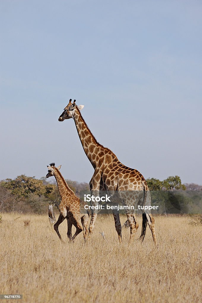 Mom and young jirafa - Foto de stock de Aire libre libre de derechos