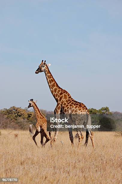 Photo libre de droit de Jeune Maman Et Girafe banque d'images et plus d'images libres de droit de Afrique - Afrique, Afrique méridionale, Animaux de safari