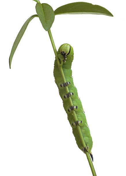 istock Caterpillar of the Privet Hawk Moth 96778821