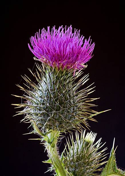 Wild Thistle Flower on a Black Background  Scottish Thistle stock pictures, royalty-free photos & images