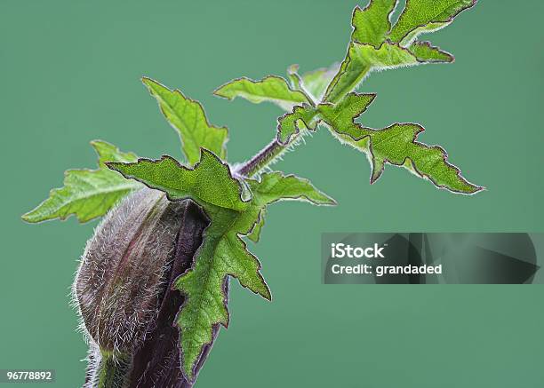 Cow Parsley Shoot Stock Photo - Download Image Now - Apiaceae, Botany, Chervil