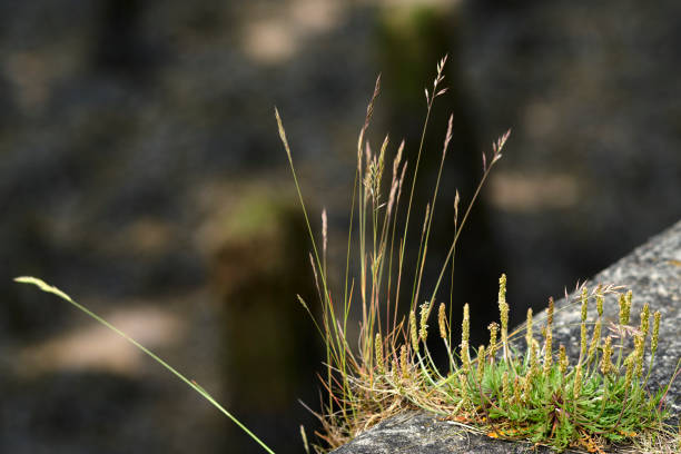 MACRO WEEDS WILD ROSE WIND BLOWN POLLEN SEEDS GRASS RIVER BANK CLOSE UP