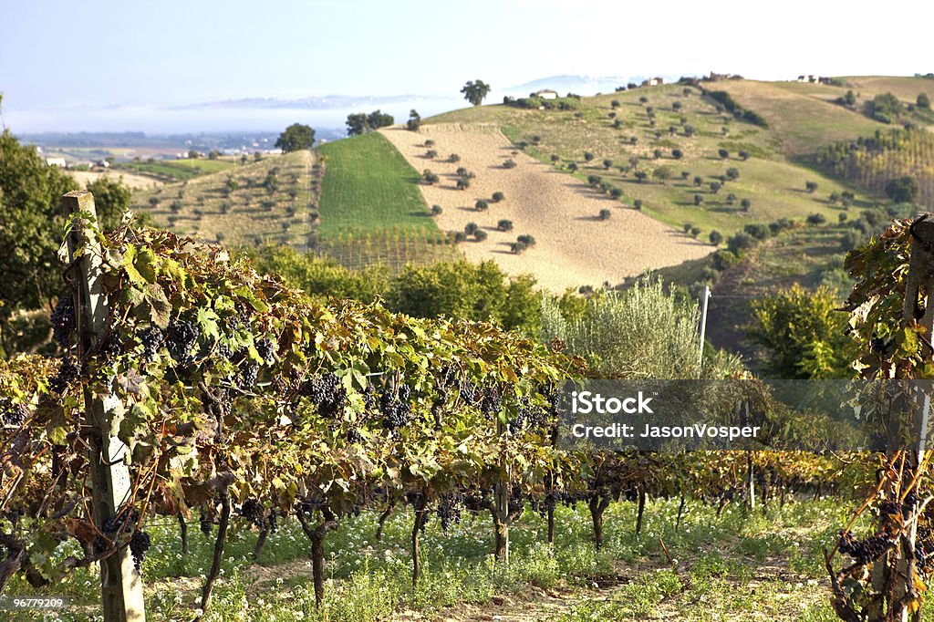 Grape vines  Abruzzo Stock Photo