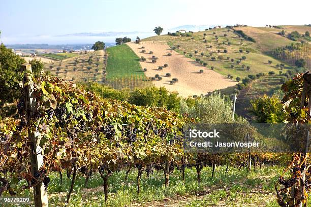Grape Vines Stock Photo - Download Image Now - Abruzzo, Agricultural Field, Black Color